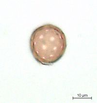 Amaranthus albus image