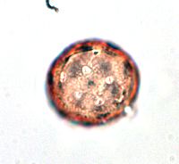 Amaranthus albus image