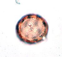 Amaranthus albus image