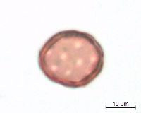 Amaranthus albus image