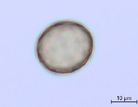 Amaranthus albus image