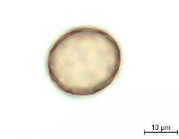 Amaranthus albus image