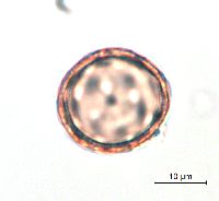 Amaranthus albus image