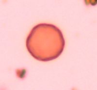 Amaranthus retroflexus image