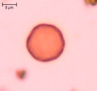 Amaranthus retroflexus image