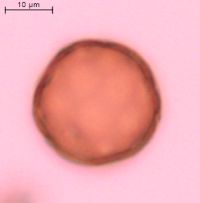 Amaranthus retroflexus image