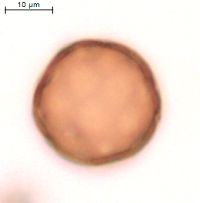 Amaranthus retroflexus image