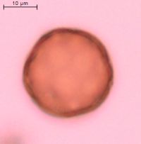 Amaranthus retroflexus image