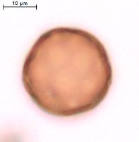Amaranthus retroflexus image