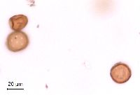 Amaranthus retroflexus image