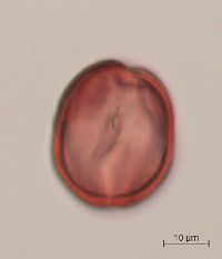 Aronia melanocarpa image