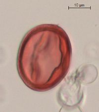 Aronia melanocarpa image