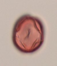 Aronia melanocarpa image