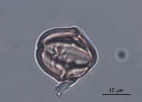 Solanum rostratum image