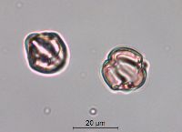 Solanum rostratum image