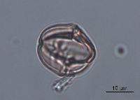 Solanum rostratum image