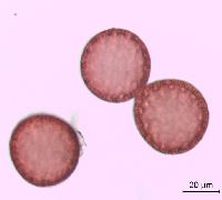 Polemonium reptans image