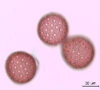 Polemonium reptans image