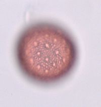 Polemonium reptans image