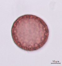 Polemonium reptans image