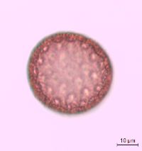 Polemonium reptans image