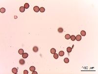 Media resource of Polemonium reptans