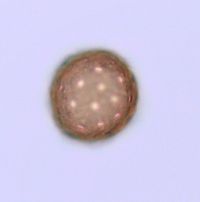 Amaranthus albus image
