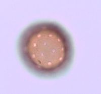 Amaranthus albus image