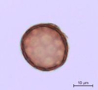 Amaranthus albus image