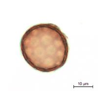 Amaranthus albus image