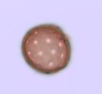 Amaranthus albus image