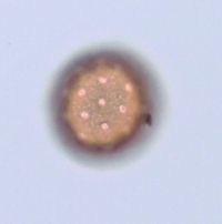 Amaranthus albus image