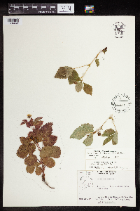 Rubus x paracaulis image