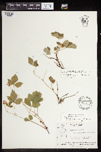 Rubus x paracaulis image