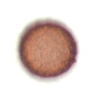 Persicaria lapathifolia image