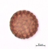 Persicaria lapathifolia image