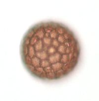 Persicaria lapathifolia image