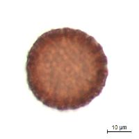 Persicaria lapathifolia image