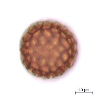 Persicaria lapathifolia image