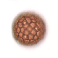 Persicaria lapathifolia image