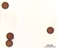 Persicaria lapathifolia image