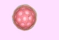 Salsola tragus image