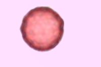 Salsola tragus image