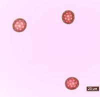 Salsola tragus image