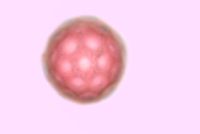 Salsola tragus image