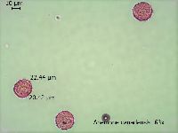 Anemone canadensis image