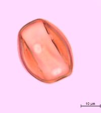 Ribes cynosbati image