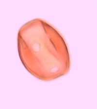 Ribes cynosbati image