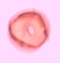 Ribes cynosbati image