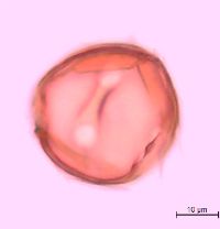 Ribes cynosbati image